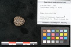 Foto (Objekt + Etikett) von Phymatocaryon mackayi F.V. Mueller (NHMW-GEO-2024-0188-10448)